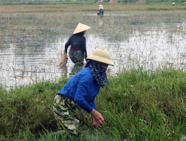 Nông dân đổ xô đi bắt ốc bươu vàng hại lúa, thu lợi hàng triệu đồng - 2 Nông dân đổ xô đi bắt ốc bươu vàng hại lúa, thu lợi hàng triệu đồng - 2