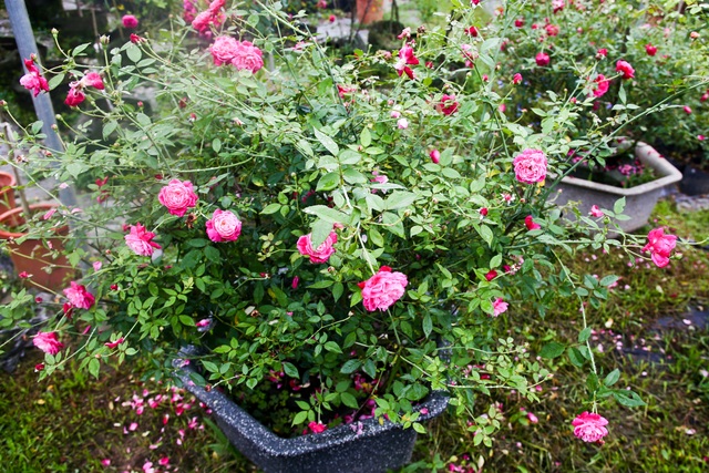 Bỏ phố về quê trồng hoa hồng, 8x thu 300 triệu đồng mỗi năm - 2 Bỏ phố về quê trồng hoa hồng, 8x thu 300 triệu đồng mỗi năm - 2