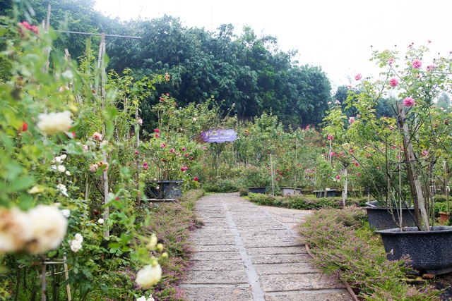 Bỏ phố về quê trồng hoa hồng, 8x thu 300 triệu đồng mỗi năm - 4 Bỏ phố về quê trồng hoa hồng, 8x thu 300 triệu đồng mỗi năm - 4