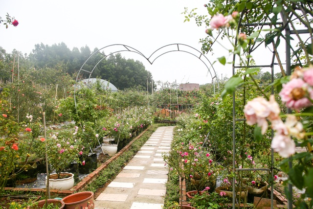 Bỏ phố về quê trồng hoa hồng, 8x thu 300 triệu đồng mỗi năm - 7 Bỏ phố về quê trồng hoa hồng, 8x thu 300 triệu đồng mỗi năm - 7