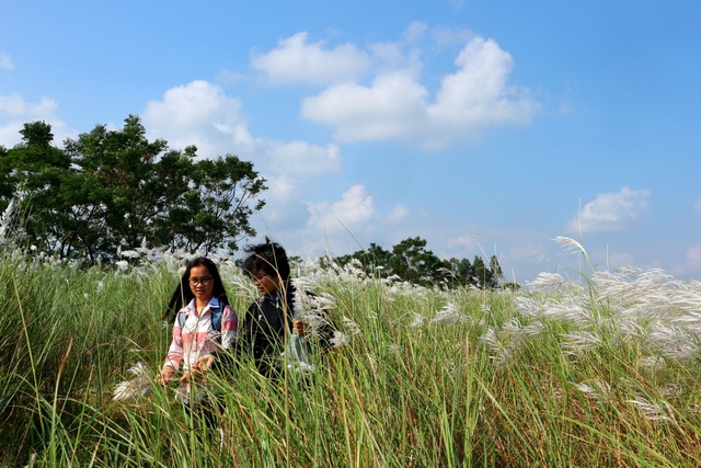 Giới trẻ nô nức check-in cánh đồng cỏ lau gần phố cổ Hội An