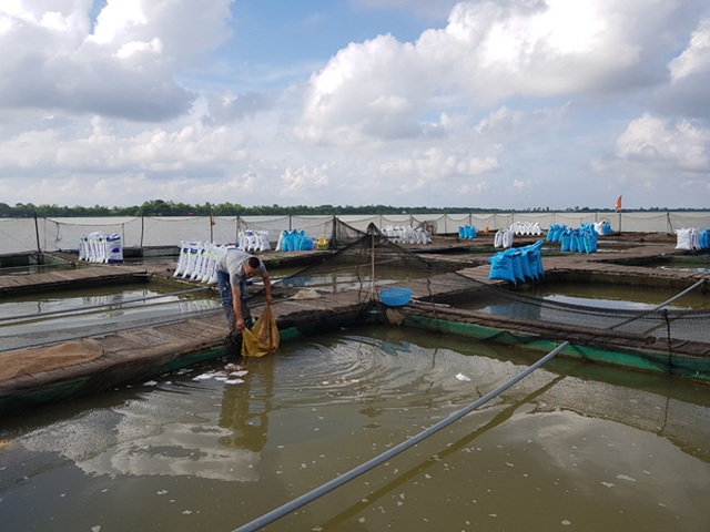 Nuôi cá chép thịt ăn giòn như tràng lợn, bán chạy như tôm tươi - 1 Nuôi cá chép thịt ăn giòn như tràng lợn, bán chạy như tôm tươi - 1