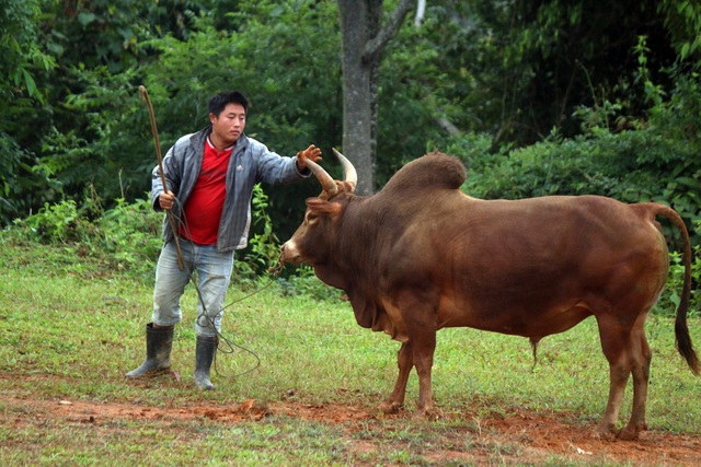Đặc sắc hội chọi bò người Mông ở miền Tây xứ Nghệ - 15