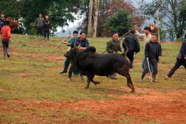 Đặc sắc hội chọi bò người Mông ở miền Tây xứ Nghệ - 16