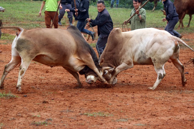 Đặc sắc hội chọi bò người Mông ở miền Tây xứ Nghệ - 7