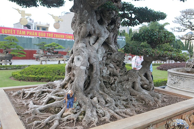 Mua cây sanh cổ quá cao, cắt làm đôi tạo thành 2 cây bán gần 20 tỷ đồng - 15 Mua cây sanh cổ quá cao, cắt làm đôi tạo thành 2 cây bán gần 20 tỷ đồng - 15