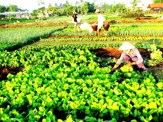 Liên kết phát triển du lịch nông thôn ở Vùng kinh tế trọng điểm miền Trung