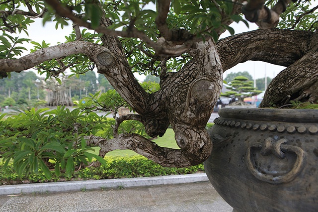 Cây mận rừng 50 tuổi thân nứt như da cá sấu giá hơn 1 tỷ đồng - 12 Cây mận rừng 50 tuổi thân nứt như da cá sấu giá hơn 1 tỷ đồng - 12