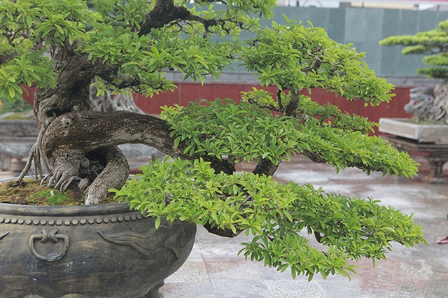 Cây mận rừng 50 tuổi thân nứt như da cá sấu giá hơn 1 tỷ đồng - 3 Cây mận rừng 50 tuổi thân nứt như da cá sấu giá hơn 1 tỷ đồng - 3