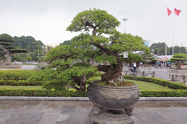 Cây mận rừng 50 tuổi thân nứt như da cá sấu giá hơn 1 tỷ đồng - 4 Cây mận rừng 50 tuổi thân nứt như da cá sấu giá hơn 1 tỷ đồng - 4