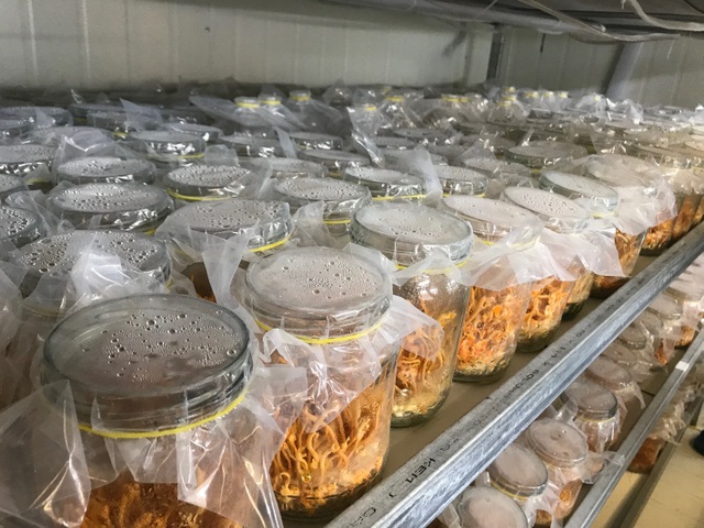 Sự nở rộ của nền công nghiệp Đông Trùng Hạ Thảo của Việt Nam - 2 Sự nở rộ của nền công nghiệp Đông Trùng Hạ Thảo của Việt Nam - 2