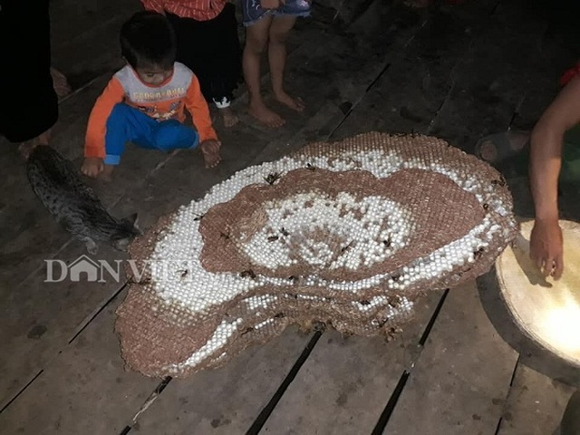 Tay săn đặc sản nhộng ong rừng cừ khôi: Nghề nguy hiểm hái ra tiền - 4 Tay săn đặc sản nhộng ong rừng cừ khôi: Nghề nguy hiểm hái ra tiền - 4