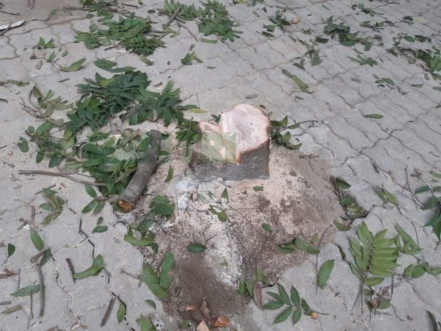 Hà Nội: Truy tìm các đối tượng chặt hạ cây xanh trong đêm - 2 Hà Nội: Truy tìm các đối tượng chặt hạ cây xanh trong đêm - 2