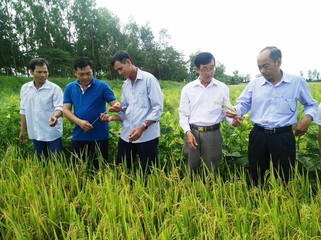 An Giang: Ngành lúa gạo và thủy sản An Giang đạt kết quả nổi bật nhờ ứng dụng công nghệ cao - 2 An Giang: Ngành lúa gạo và thủy sản An Giang đạt kết quả nổi bật nhờ ứng dụng công nghệ cao - 2