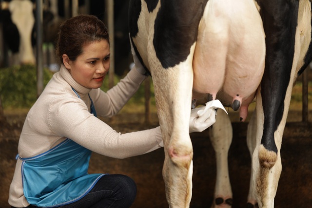 7 ngày khám phá quy trình chăm sóc bò sữa chuẩn Hà Lan - 1