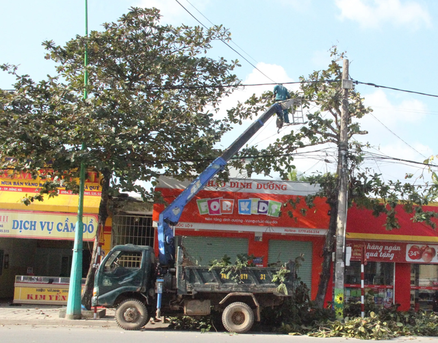 Chi gần 3 tỉ đồng thay thế cây xanh ở trung tâm thành phố Đông Hà - 4 Chi gần 3 tỉ đồng thay thế cây xanh ở trung tâm thành phố Đông Hà - 4