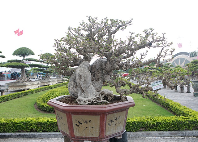Cây dâm bụt mọc bờ rào, vào tay nghệ nhân thành siêu phẩm giá hơn 300 triệu đồng - 3 Cây dâm bụt mọc bờ rào, vào tay nghệ nhân thành siêu phẩm giá hơn 300 triệu đồng - 3
