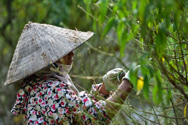 Chi tiền triệu thuê nhân công tuốt lá đào đón Tết Canh Tý - 1