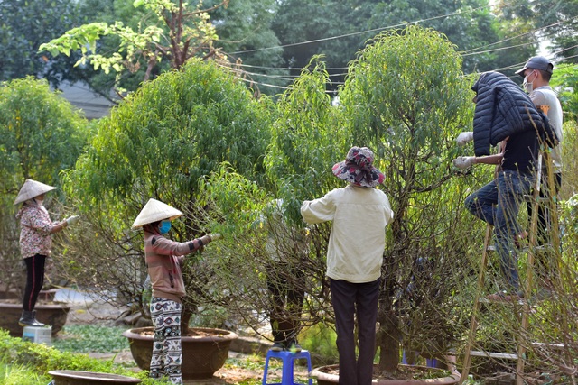 Chi tiền triệu thuê nhân công tuốt lá đào đón Tết Canh Tý - 2