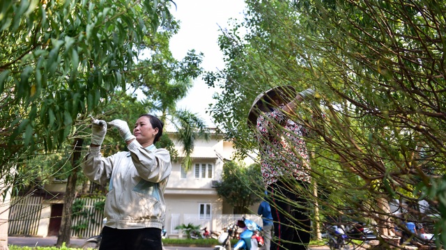 Chi tiền triệu thuê nhân công tuốt lá đào đón Tết Canh Tý - 5