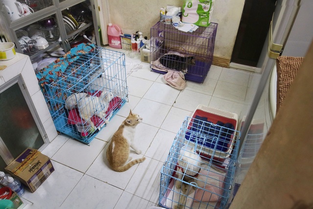 Hành trình 20 năm cứu sống hàng trăm chú mèo bị bỏ rơi của người mẹ “đơn thân” Hà Nội - 12 Hành trình 20 năm cứu sống hàng trăm chú mèo bị bỏ rơi của người mẹ “đơn thân” Hà Nội - 12