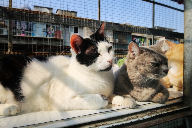 Hành trình 20 năm cứu sống hàng trăm chú mèo bị bỏ rơi của người mẹ “đơn thân” Hà Nội - 13