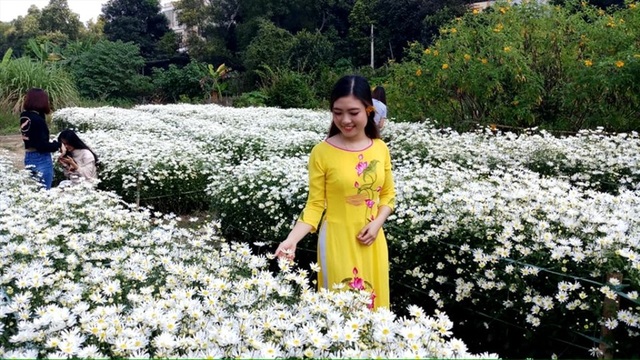 Thu tiền triệu mỗi ngày nhờ cúc họa mi - 7 Thu tiền triệu mỗi ngày nhờ cúc họa mi - 7