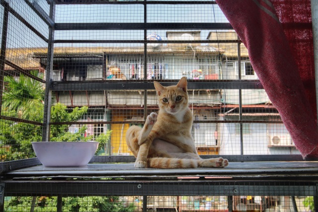 Hành trình 20 năm cứu sống hàng trăm chú mèo bị bỏ rơi của người mẹ “đơn thân” Hà Nội - 9