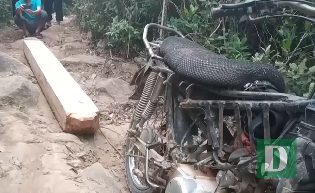 Nhiều nhân viên bảo vệ rừng bỏ việc vì nghề nguy hiểm, lương không đủ sống - 6 Nhiều nhân viên bảo vệ rừng bỏ việc vì nghề nguy hiểm, lương không đủ sống - 6