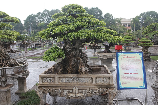 Cây sanh cổ của nghệ nhân Hà Nội được trả 6 tỷ đồng mà chủ nhân vẫn chưa muốn bán - 1 Cây sanh cổ của nghệ nhân Hà Nội được trả 6 tỷ đồng mà chủ nhân vẫn chưa muốn bán - 1