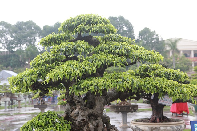 Cây sanh cổ của nghệ nhân Hà Nội được trả 6 tỷ đồng mà chủ nhân vẫn chưa muốn bán - 13 Cây sanh cổ của nghệ nhân Hà Nội được trả 6 tỷ đồng mà chủ nhân vẫn chưa muốn bán - 13