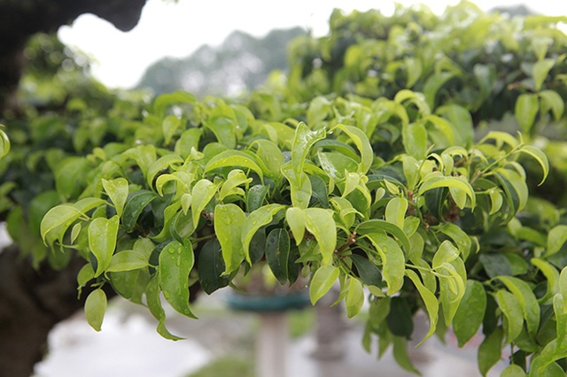 Cây sanh cổ của nghệ nhân Hà Nội được trả 6 tỷ đồng mà chủ nhân vẫn chưa muốn bán - 8 Cây sanh cổ của nghệ nhân Hà Nội được trả 6 tỷ đồng mà chủ nhân vẫn chưa muốn bán - 8