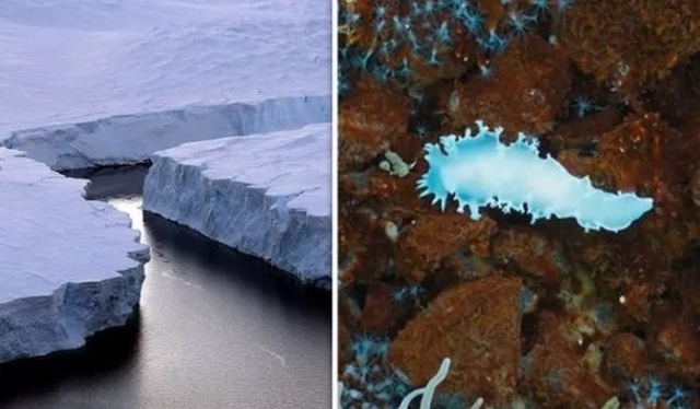Choáng váng phát hiện bí mật lớn của Nam Cực giấu dưới lớp băng - 1