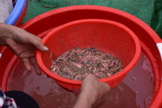 Nghề săn lộc trời kiếm hàng chục triệu đồng mỗi ngày ở Hải Phòng - 3 Nghề săn lộc trời kiếm hàng chục triệu đồng mỗi ngày ở Hải Phòng - 3