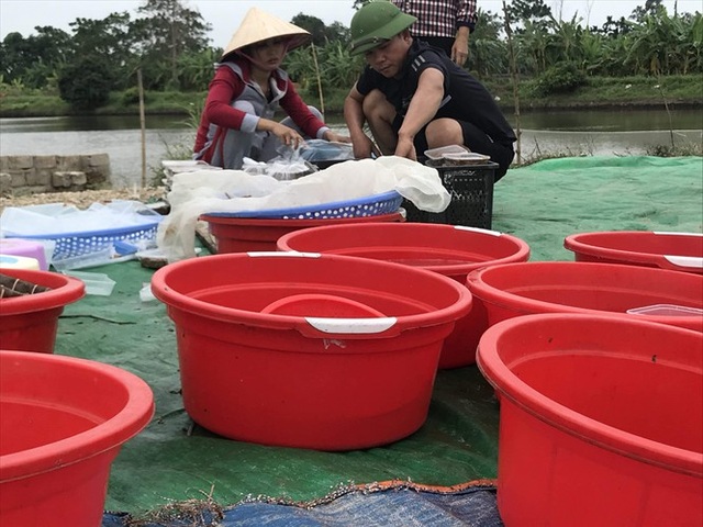 Nghề săn lộc trời kiếm hàng chục triệu đồng mỗi ngày ở Hải Phòng - 5 Nghề săn lộc trời kiếm hàng chục triệu đồng mỗi ngày ở Hải Phòng - 5