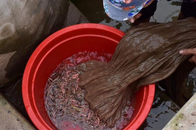Nghề săn lộc trời kiếm hàng chục triệu đồng mỗi ngày ở Hải Phòng - 6 Nghề săn lộc trời kiếm hàng chục triệu đồng mỗi ngày ở Hải Phòng - 6