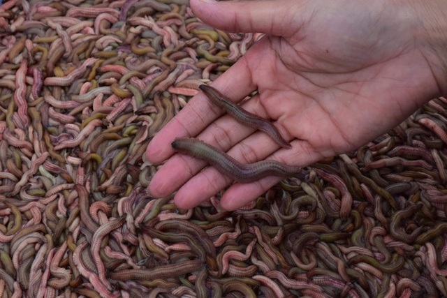 Nghề săn lộc trời kiếm hàng chục triệu đồng mỗi ngày ở Hải Phòng - 7 Nghề săn lộc trời kiếm hàng chục triệu đồng mỗi ngày ở Hải Phòng - 7
