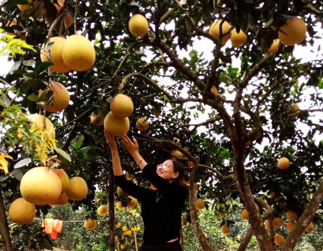 Cận cảnh vườn bưởi “tiến vua” tiền tỷ của ông nông dân xứ Thanh - 2 Cận cảnh vườn bưởi “tiến vua” tiền tỷ của ông nông dân xứ Thanh - 2