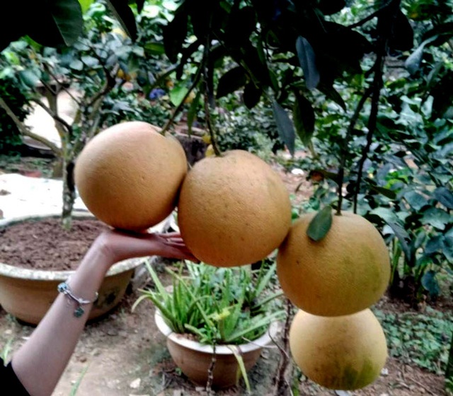 Cận cảnh vườn bưởi “tiến vua” tiền tỷ của ông nông dân xứ Thanh - 4 Cận cảnh vườn bưởi “tiến vua” tiền tỷ của ông nông dân xứ Thanh - 4