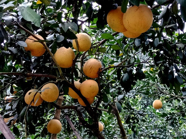 Cận cảnh vườn bưởi “tiến vua” tiền tỷ của ông nông dân xứ Thanh - 9 Cận cảnh vườn bưởi “tiến vua” tiền tỷ của ông nông dân xứ Thanh - 9
