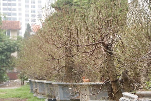 Hà Nội: Bưởi cảnh, đào khủng đua nhau xuống phố đón Tết - 11 Hà Nội: Bưởi cảnh, đào khủng đua nhau xuống phố đón Tết - 11