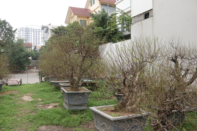 Hà Nội: Bưởi cảnh, đào khủng đua nhau xuống phố đón Tết - 9 Hà Nội: Bưởi cảnh, đào khủng đua nhau xuống phố đón Tết - 9