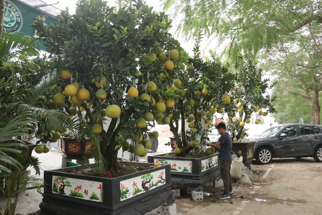 Hà Nội: Bưởi cảnh, đào khủng đua nhau xuống phố đón Tết - 2 Hà Nội: Bưởi cảnh, đào khủng đua nhau xuống phố đón Tết - 2