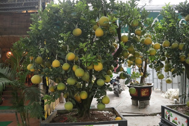 Hà Nội: Bưởi cảnh, đào khủng đua nhau xuống phố đón Tết - 6 Hà Nội: Bưởi cảnh, đào khủng đua nhau xuống phố đón Tết - 6