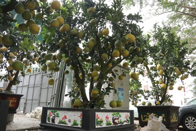 Hà Nội: Bưởi cảnh, đào khủng đua nhau xuống phố đón Tết - 5 Hà Nội: Bưởi cảnh, đào khủng đua nhau xuống phố đón Tết - 5