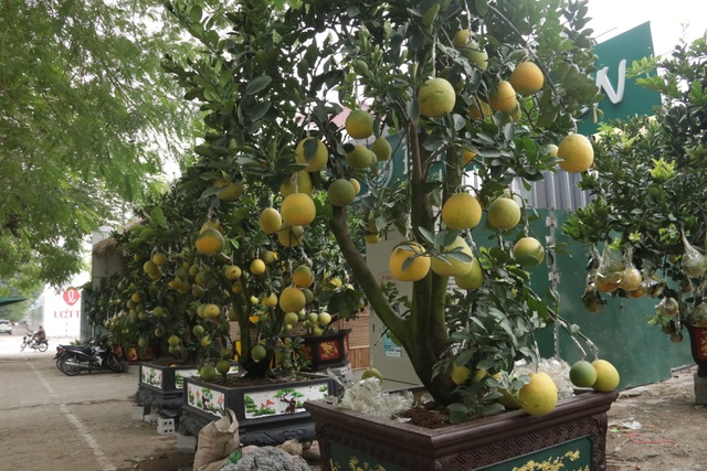 Hà Nội: Bưởi cảnh, đào khủng đua nhau xuống phố đón Tết - 1 Hà Nội: Bưởi cảnh, đào khủng đua nhau xuống phố đón Tết - 1