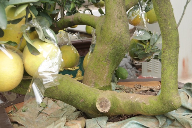 Hà Nội: Bưởi cảnh, đào khủng đua nhau xuống phố đón Tết - 8 Hà Nội: Bưởi cảnh, đào khủng đua nhau xuống phố đón Tết - 8