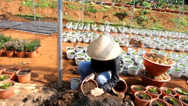 Trồng hơn 8.000 chậu hoa, đôi vợ chồng trẻ kỳ vọng kiếm trăm triệu đồng dịp Tết - 6 Trồng hơn 8.000 chậu hoa, đôi vợ chồng trẻ kỳ vọng kiếm trăm triệu đồng dịp Tết - 6