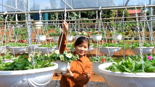 Trồng hơn 8.000 chậu hoa, đôi vợ chồng trẻ kỳ vọng kiếm trăm triệu đồng dịp Tết - 10 Trồng hơn 8.000 chậu hoa, đôi vợ chồng trẻ kỳ vọng kiếm trăm triệu đồng dịp Tết - 10