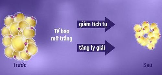 Giải bài toán giảm cân khoa học bằng 3 nguyên tắc vàng mà không phải ai cũng biết - 1 Giải bài toán giảm cân khoa học bằng 3 nguyên tắc vàng mà không phải ai cũng biết - 1